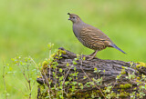 Image. California Quail