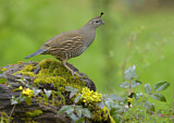 Image. California Quail