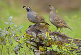 Image. California Quail