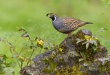 Image. California Quail