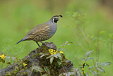 Image. California Quail