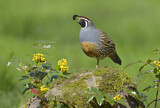 Image. California Quail
