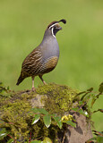 Image. California Quail