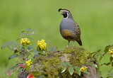 Image. California Quail