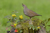 Image. California Quail
