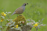 Image. California Quail