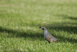Image. California Quail achrustera