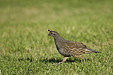 Image. California Quail achrustera