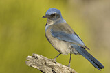 Image. California Scrub Jay