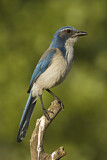Image. California Scrub Jay