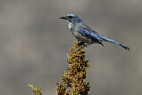 Image. California Scrub Jay