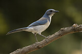 Image. California Scrub Jay