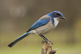 Image. California Scrub Jay