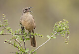 Image. California Thrasher