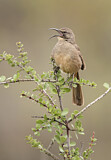 Image. California Thrasher