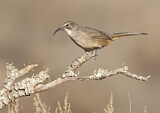 Image. California Thrasher