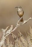 Image. California Thrasher