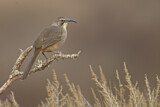 Image. California Thrasher
