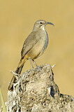 Image. California Thrasher