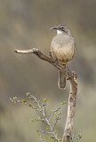 Image. California Thrasher