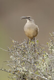 Image. California Thrasher
