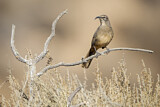 Image. California Thrasher