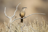 Image. California Thrasher