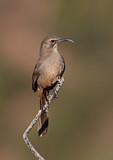 Image. California Thrasher