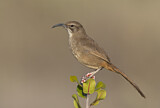 Image. California Thrasher
