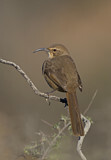 Image. California Thrasher