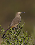 Image. California Thrasher