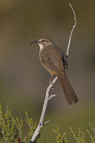 Image. California Thrasher