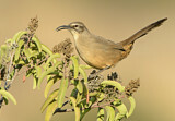 Image. California Thrasher