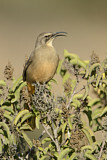 Image. California Thrasher