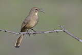 Image. California Thrasher
