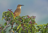 Image. California Thrasher
