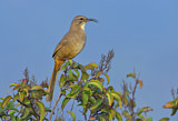 Image. California Thrasher