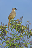 Image. California Thrasher