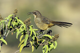Image. California Thrasher