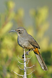 Image. California Thrasher