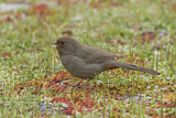 Image. California Towhee