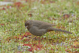 Image. California Towhee