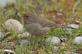 Image. California Towhee