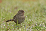 Image. California Towhee