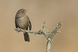 Image. California Towhee