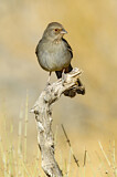 Image. California Towhee