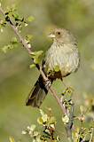 Image. California Towhee