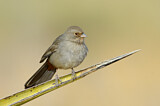 Image. California Towhee