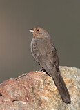 Image. California Towhee
