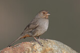 Image. California Towhee